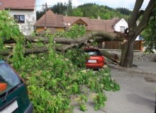 Kwikfynd Tree Cutting Services
myall