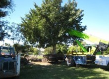 Kwikfynd Tree Management Services
myall