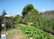 Kwikfynd Vegetable Gardens
myall